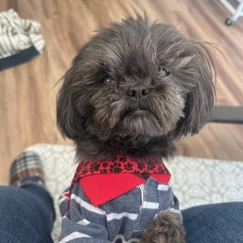 Enlarge JOEY, a ADOPTABLE Shih Tzu in Eden Prairie, MN image 2/2