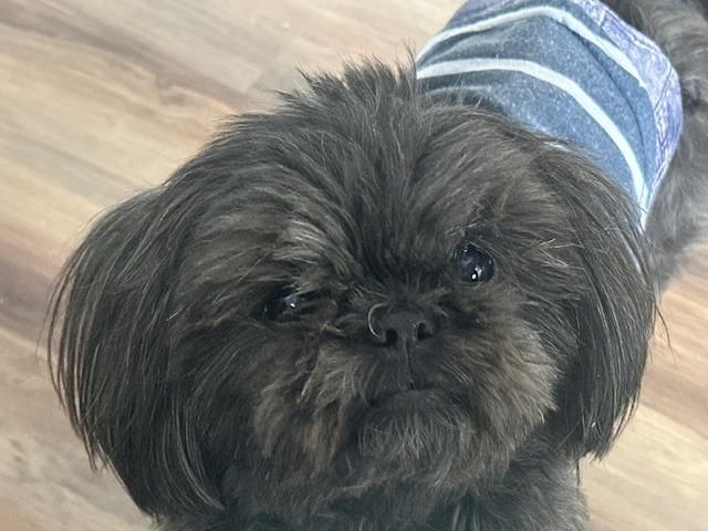 Enlarge JOEY, a ADOPTABLE Shih Tzu in Eden Prairie, MN image 1/2