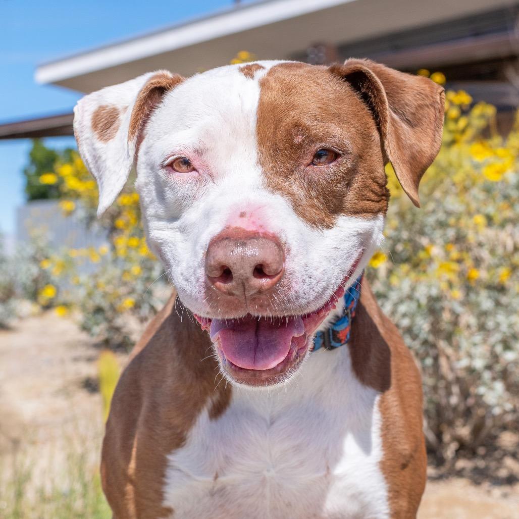 Piper, Adoptable, Senior Female Pit Bull Terrier.