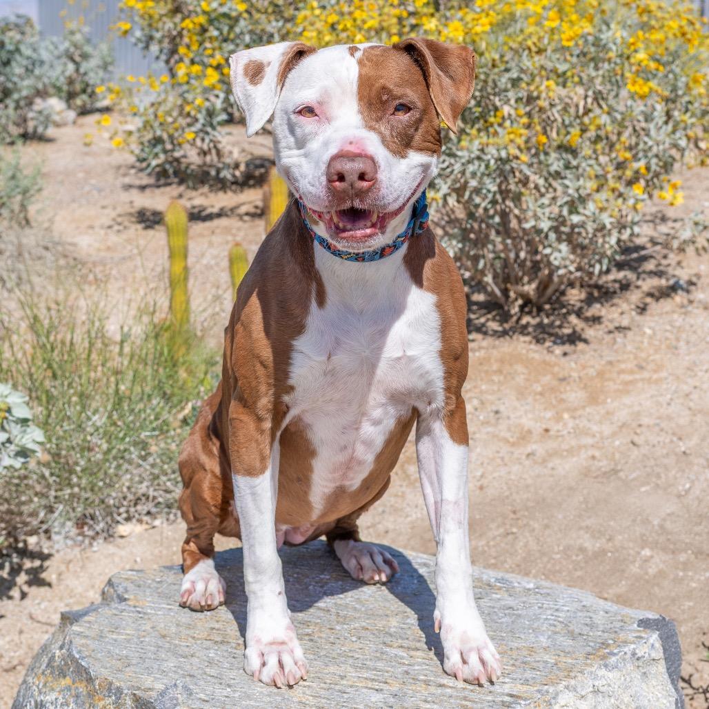 Enlarge Piper, a Adoptable Pit Bull Terrier in Palm Springs, CA image 2/2