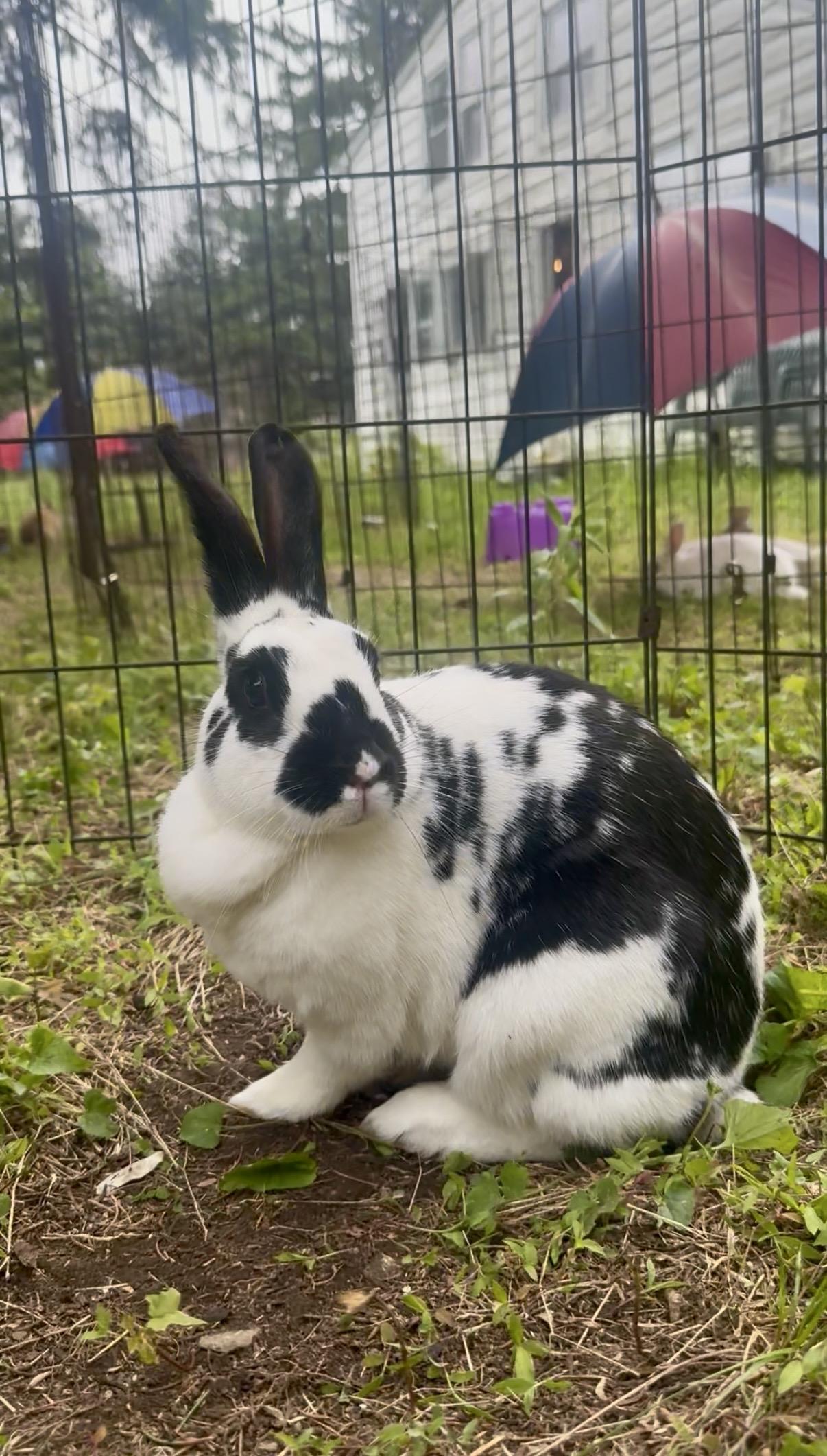 Enlarge Beatrix, an adopted Bunny Rabbit in Salisbury Mills, NY image 1/1