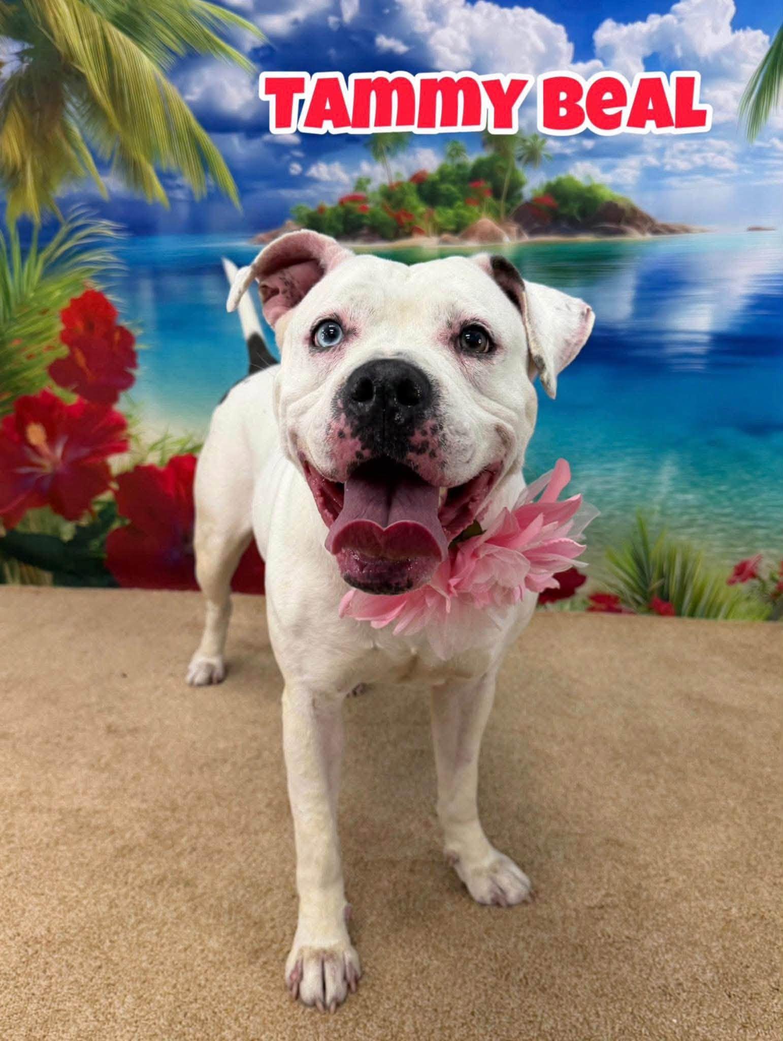 Tammy Beal, ADOPTABLE, Young Female Mixed Breed.