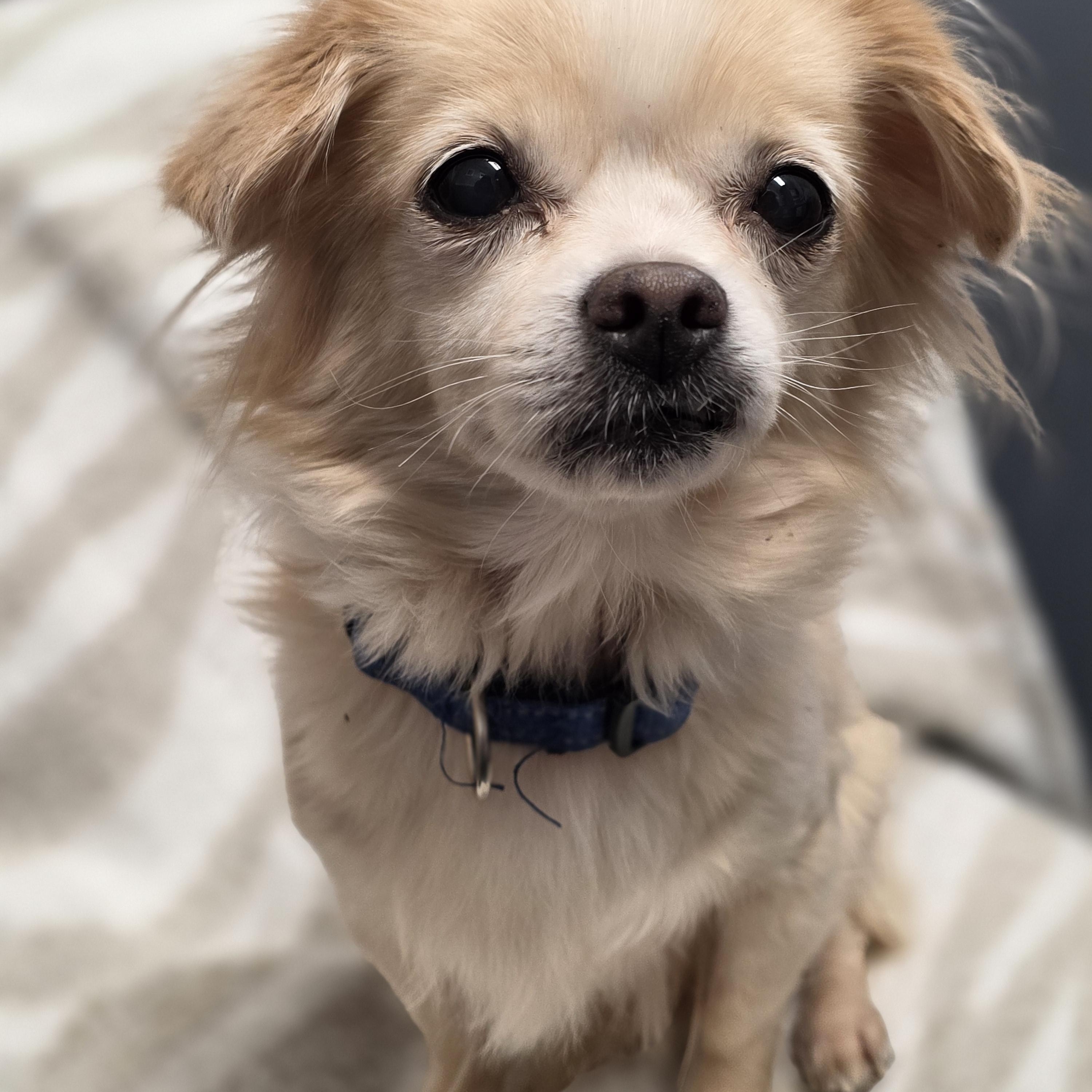 Chloe, a Adoptable mixed breed in Lacona, NY image 1/5