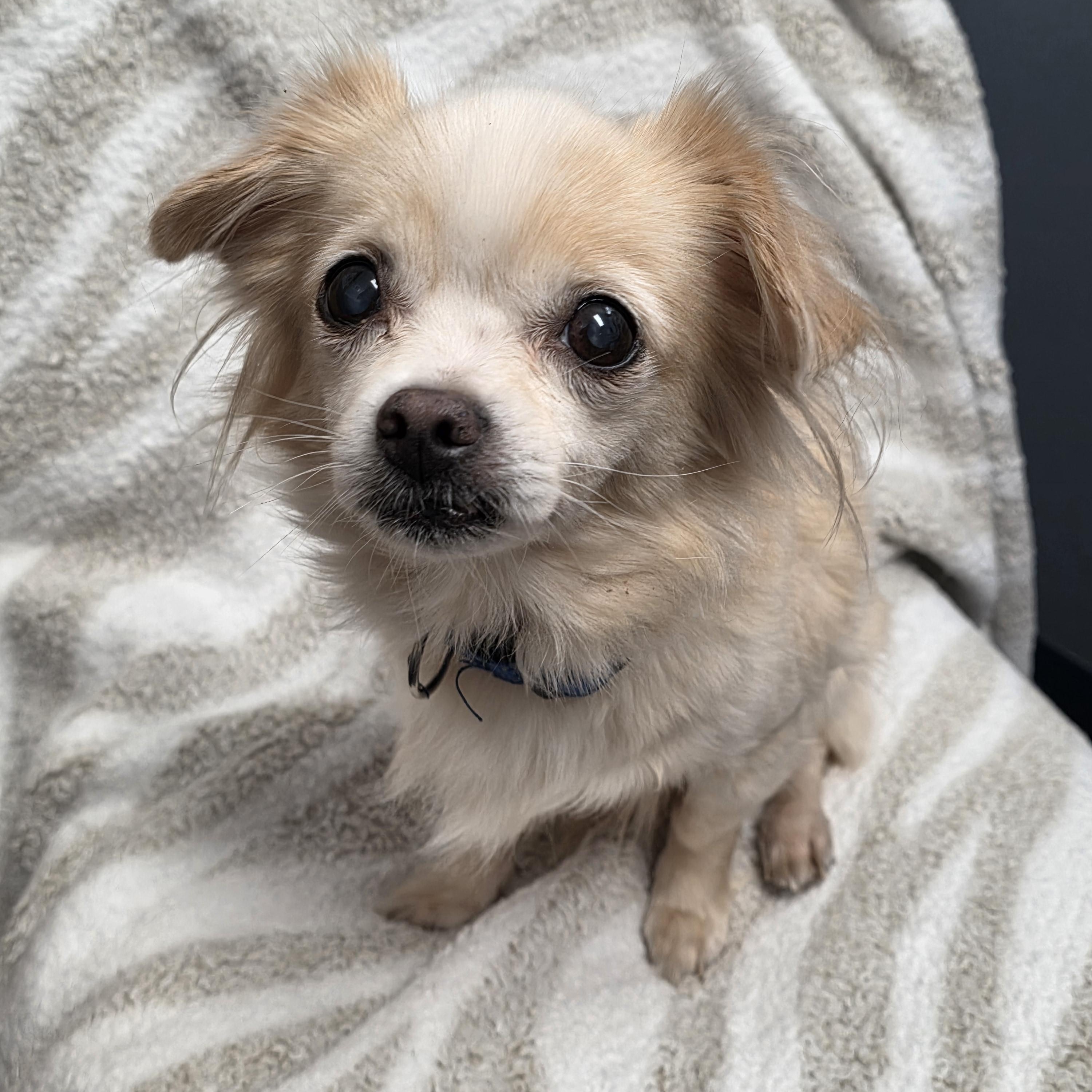 Chloe, a Adoptable mixed breed in Lacona, NY image 2/5