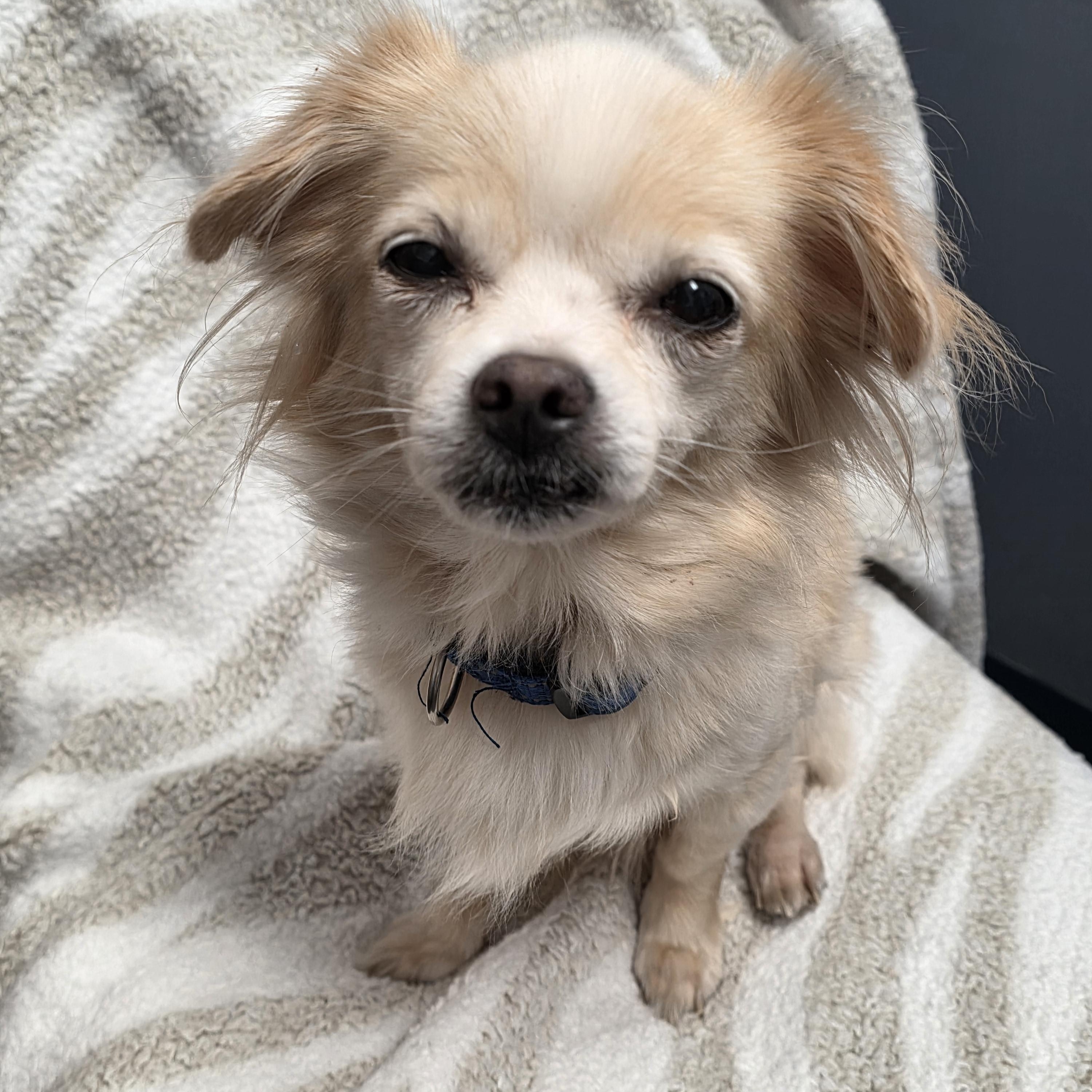 Chloe, a Adoptable mixed breed in Lacona, NY image 5/5