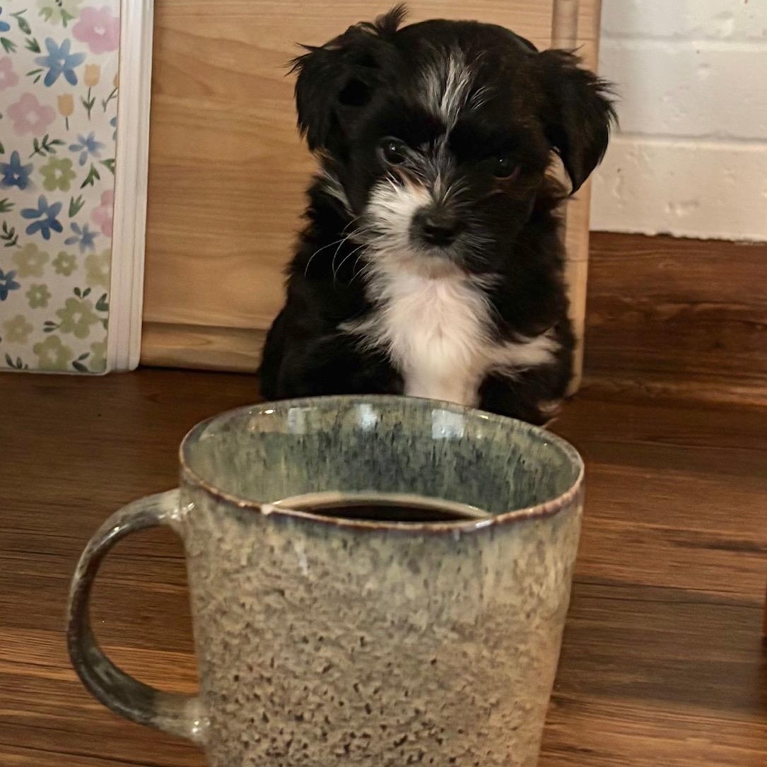 Enlarge Calypso, a ADOPTABLE mixed breed in Scarborough, ON image 2/6