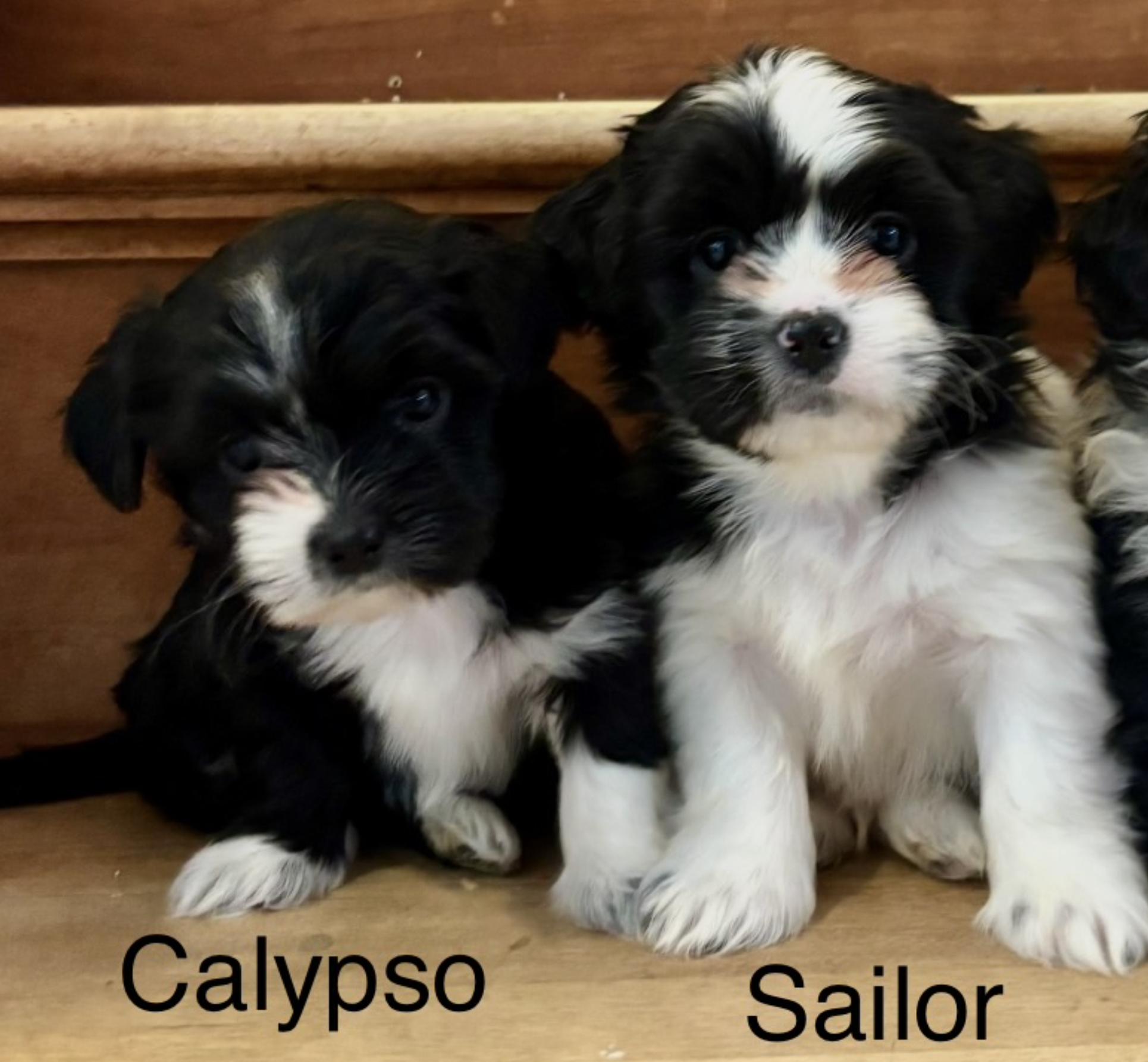 Enlarge Calypso, a ADOPTABLE mixed breed in Scarborough, ON image 5/6