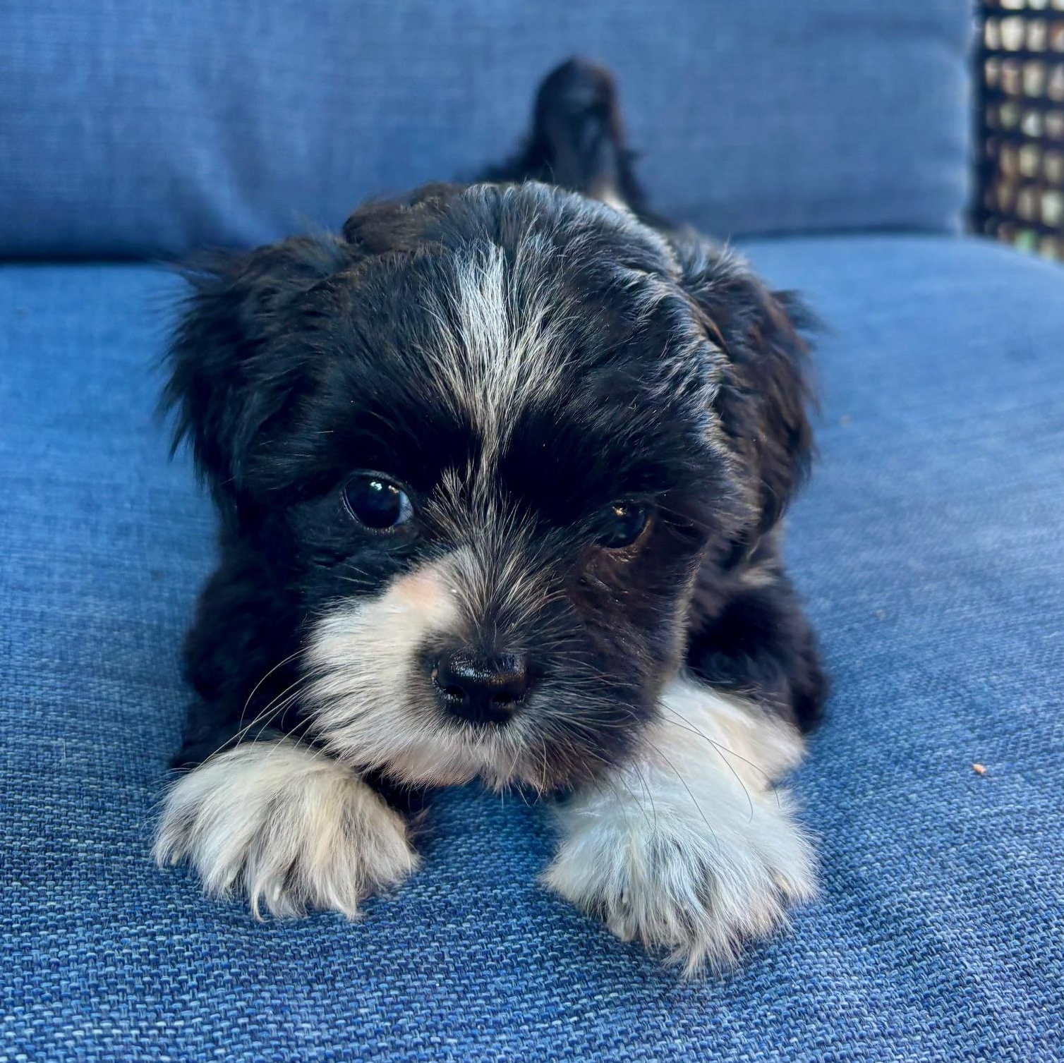 Enlarge Calypso, a ADOPTABLE mixed breed in Scarborough, ON image 3/6