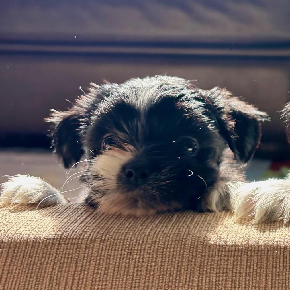 Enlarge Calypso, a ADOPTABLE mixed breed in Scarborough, ON image 4/6