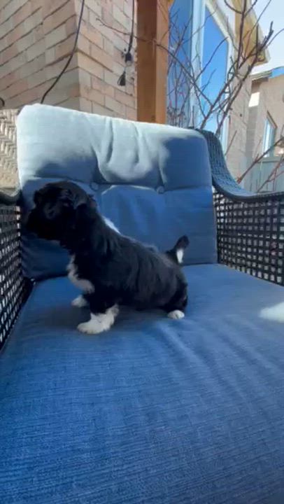 Enlarge Calypso, a ADOPTABLE mixed breed in Scarborough, ON video 6/6