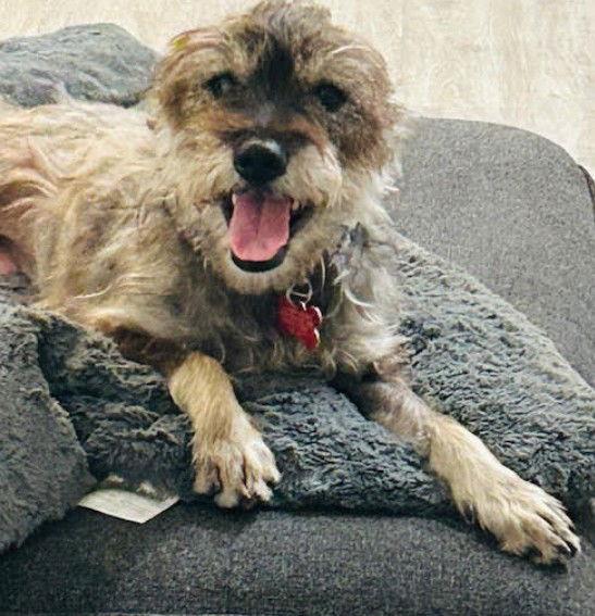 Elana, Adoptable, Adult Female Schnauzer & Poodle.