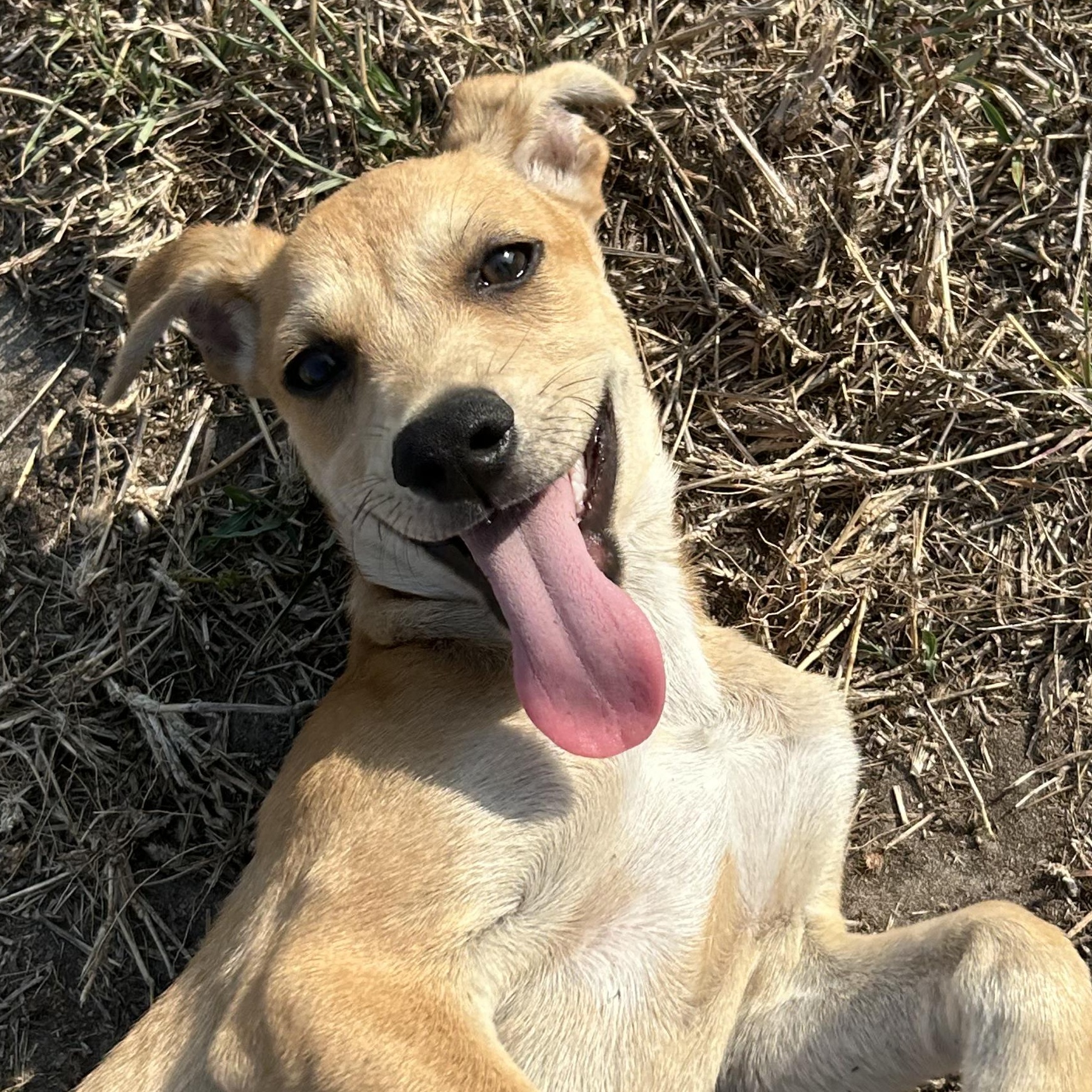 Dog for adoption - Tom Howland, a Rat Terrier & Labrador Retriever Mix ...
