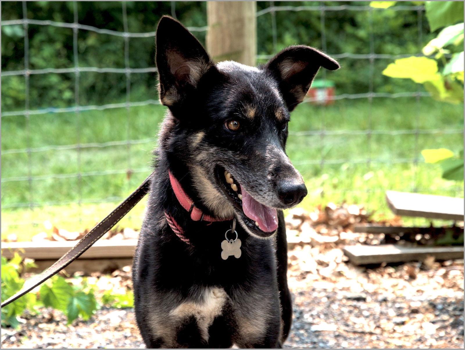 Spyro, Adopted, Adult Male German Shepherd Dog.