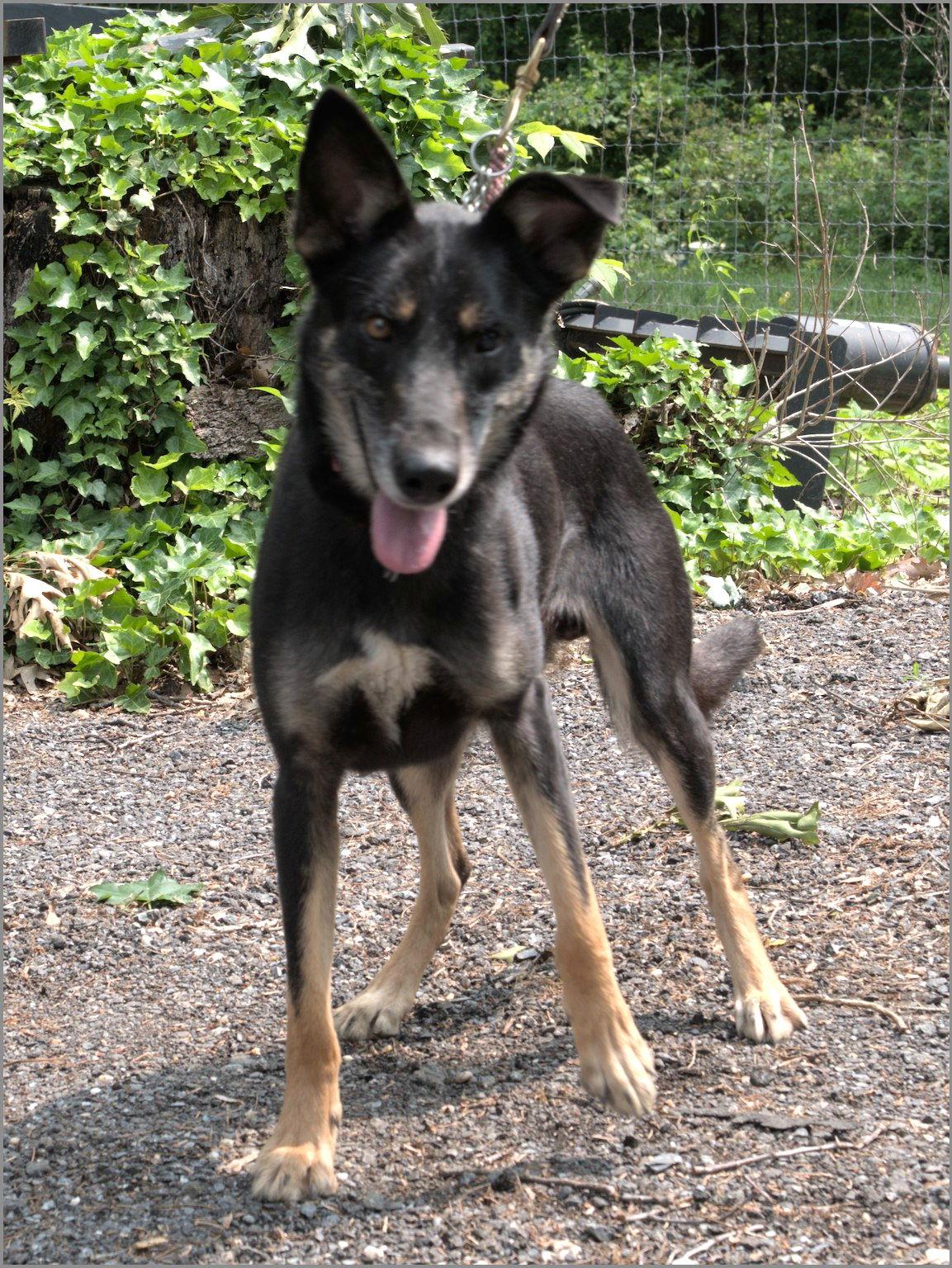 Spyro, a Adopted German Shepherd Dog in Baltimore, MD image 2/3