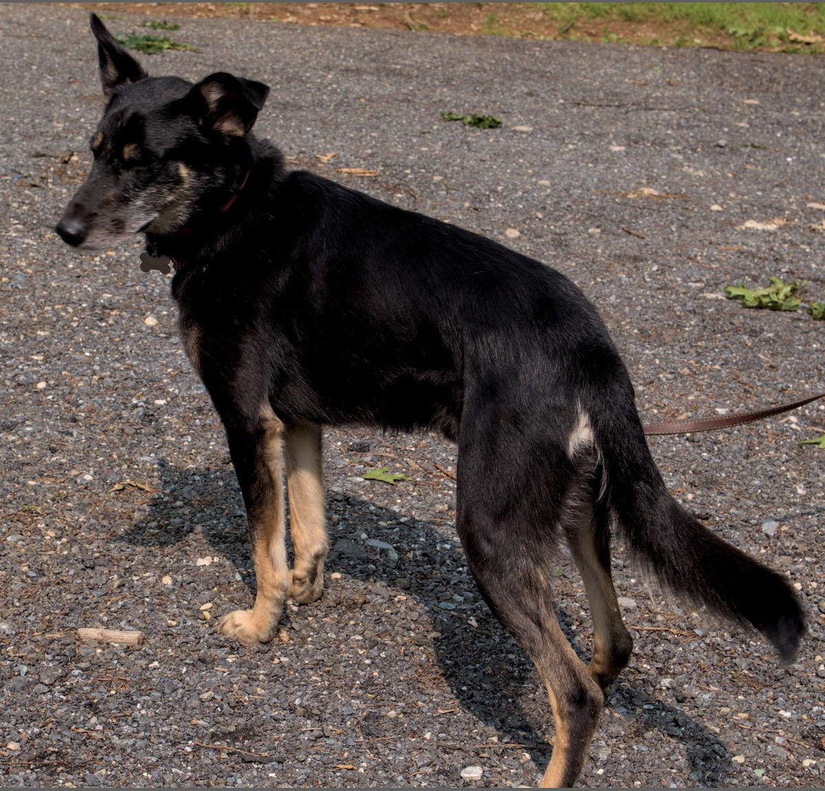 Spyro, a Adopted German Shepherd Dog in Baltimore, MD image 3/3