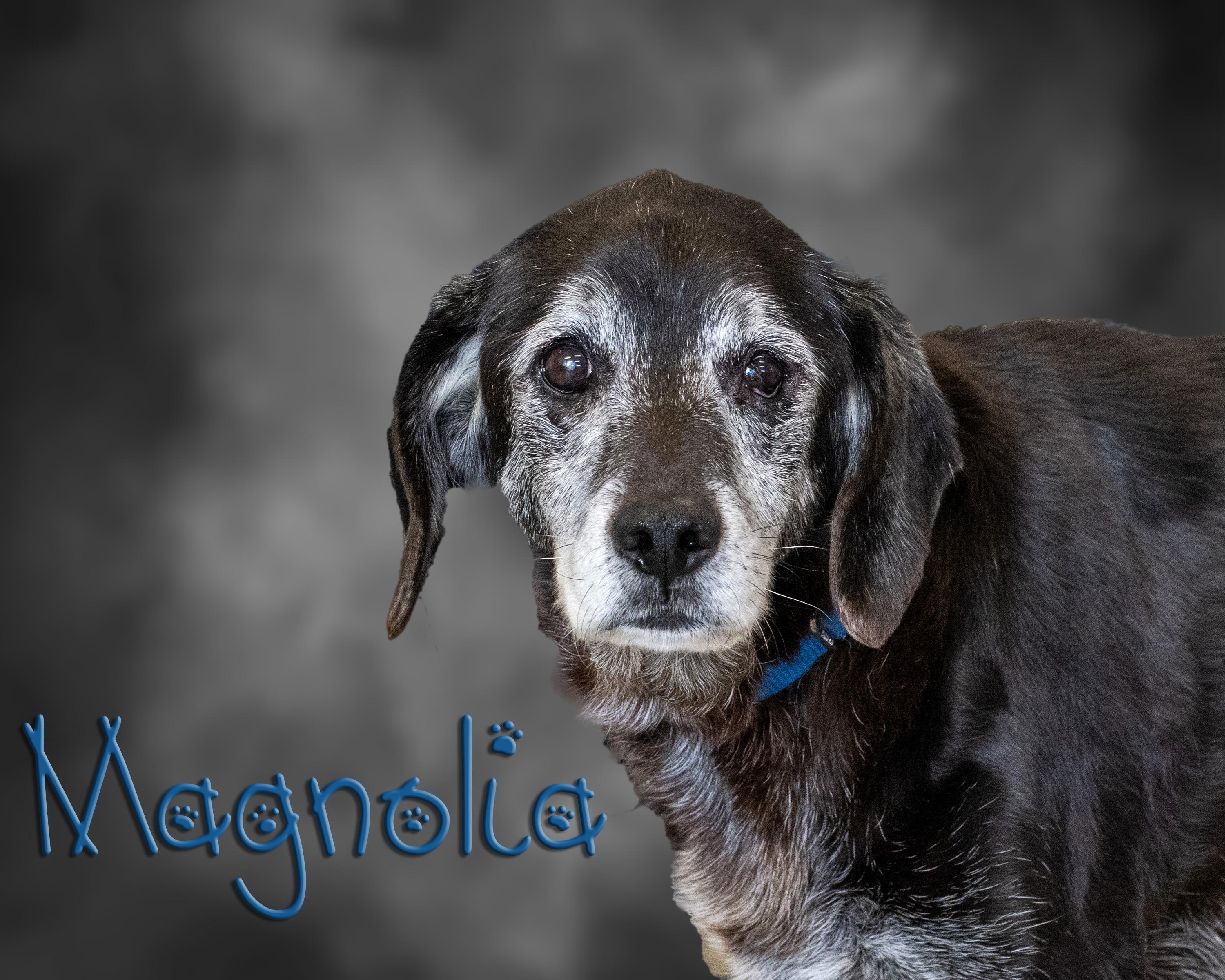 Enlarge Magnolia , a ADOPTABLE mixed breed in Somerset, PA image 1/1