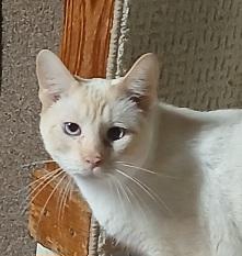 Enlarge 9434980, a ADOPTABLE Siamese in Lees Summit, MO image 1/1