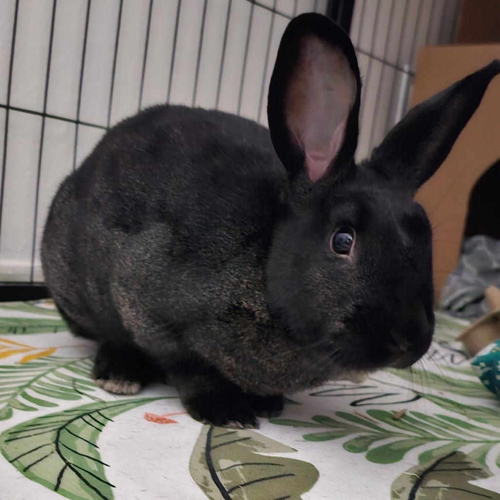 Starfire, Adoptable, Adult Female Harlequin.