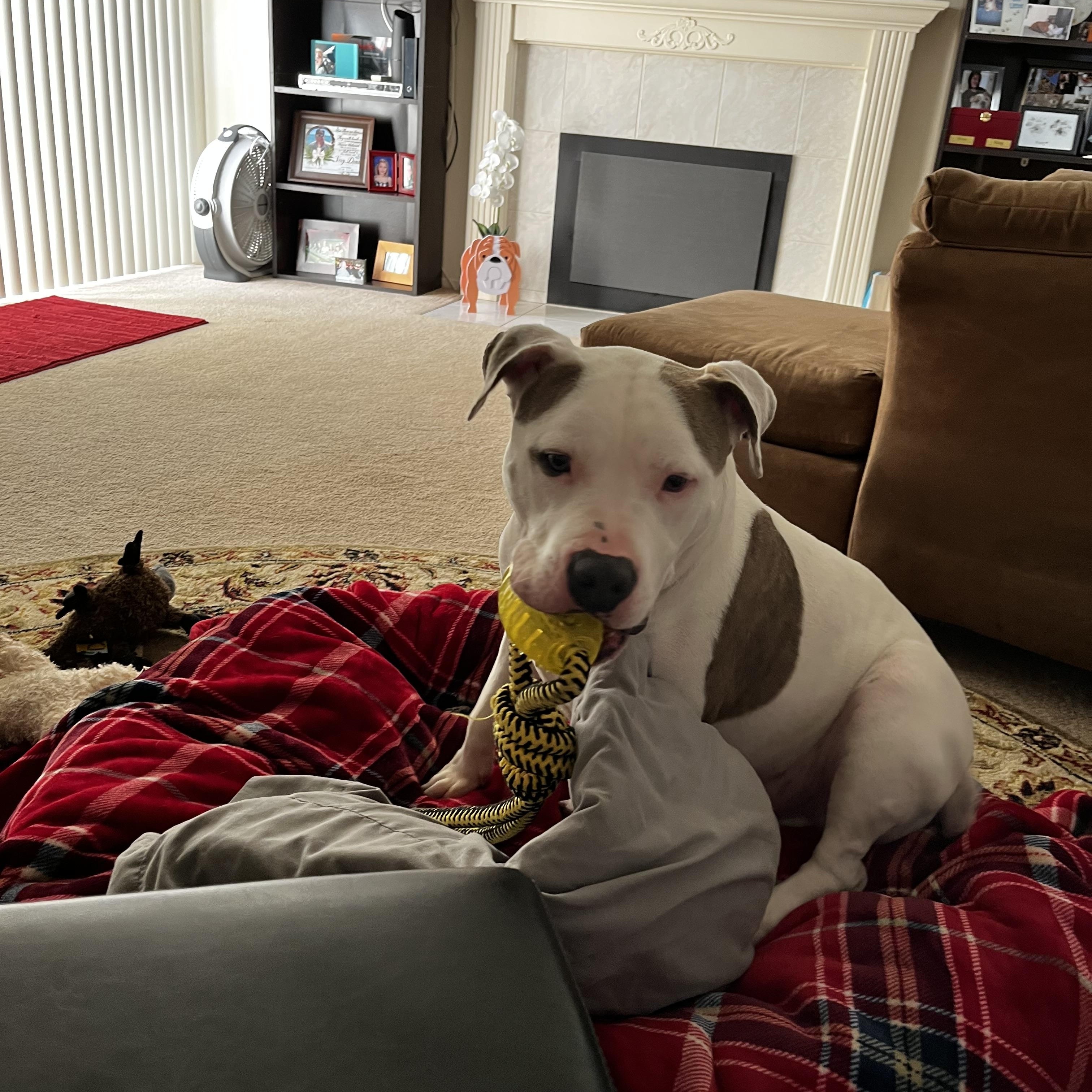 Enlarge Petey , an adopted American Staffordshire Terrier in San Diego, CA image 3/6