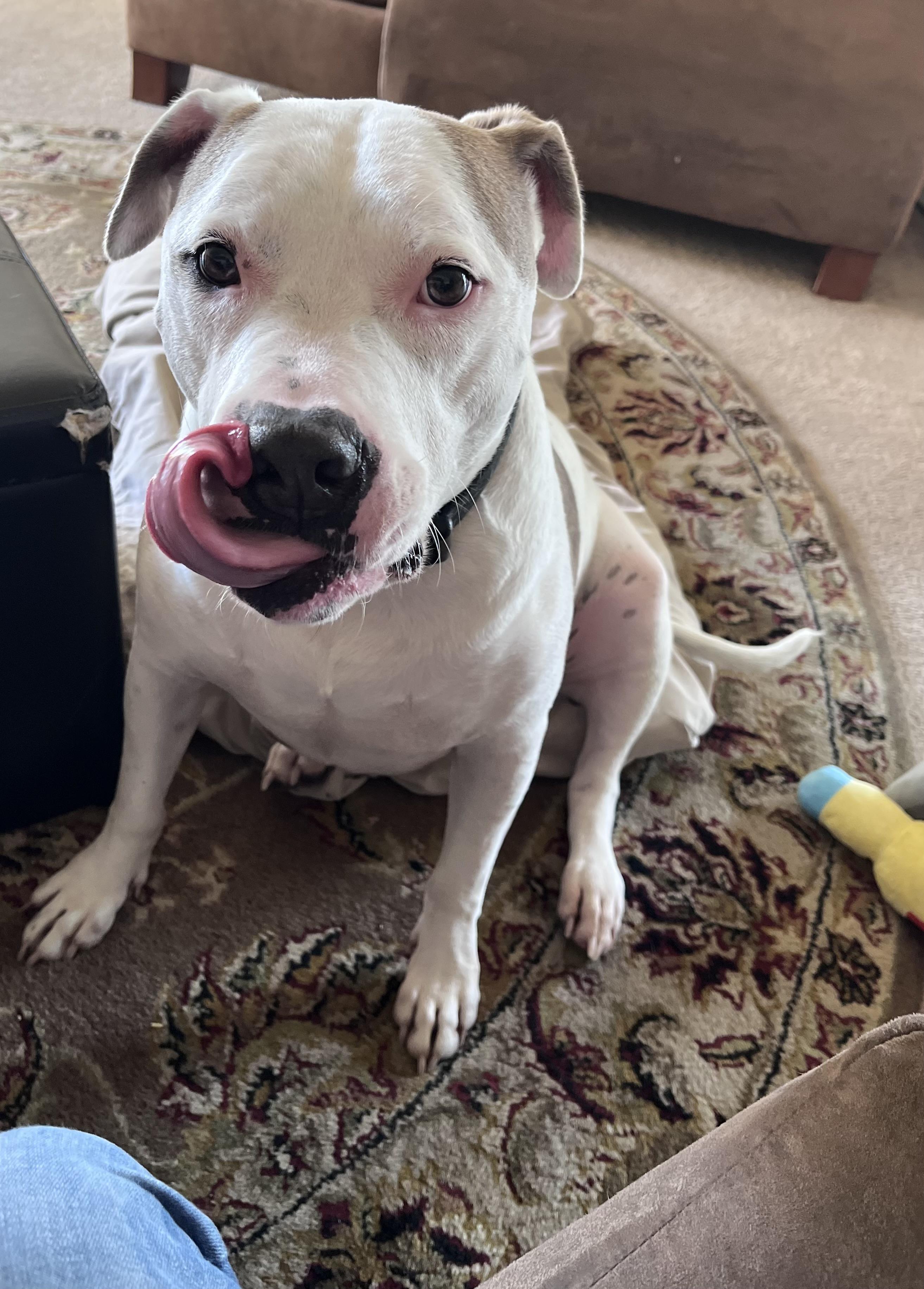 Enlarge Petey , an adopted American Staffordshire Terrier in San Diego, CA image 2/6