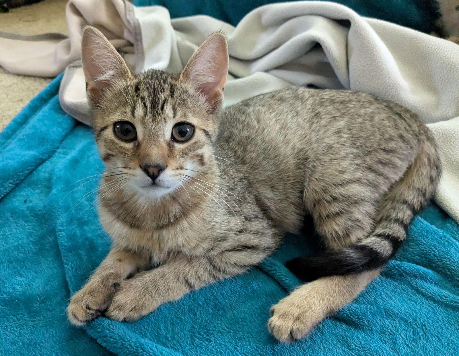 Enlarge Fry Cake, a Adoptable Domestic Short Hair in Rochester, NY image 1/3