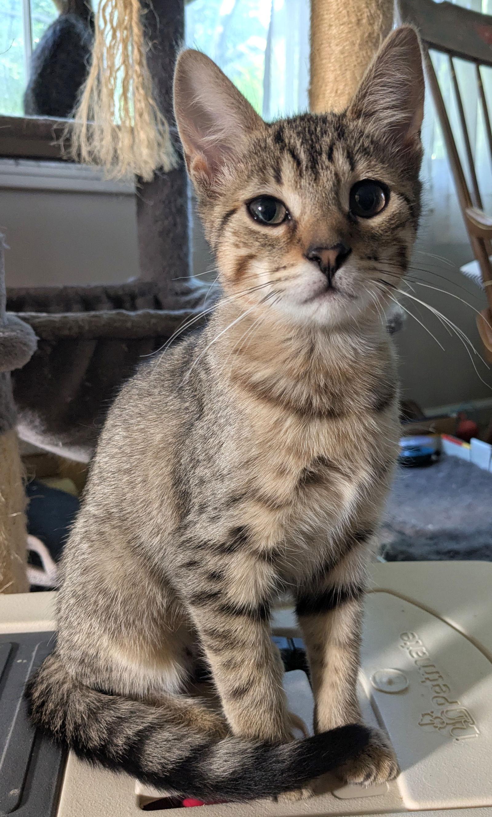 Fry Cake, Adoptable, Kitten Female Domestic Short Hair.