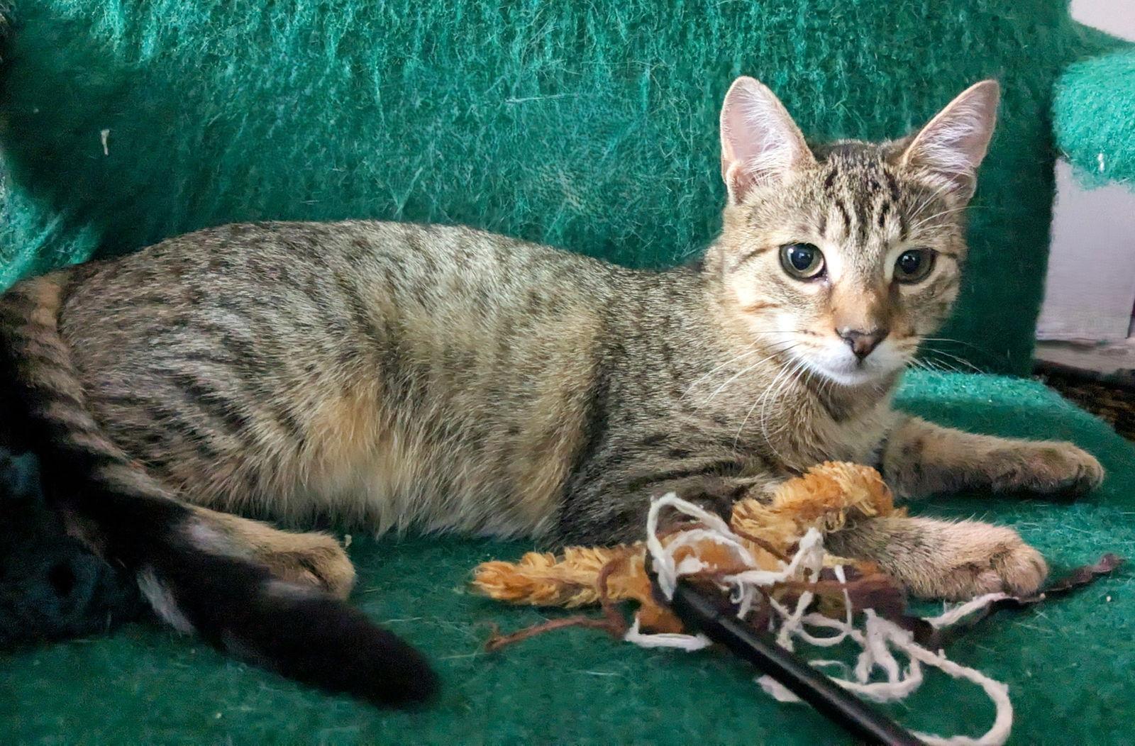 Enlarge Fry Cake, a Adoptable Domestic Short Hair in Rochester, NY image 2/3