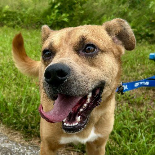 Rowdy 5832 D, Adoptable, Adult Male Mixed Breed & Mixed Breed.