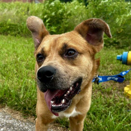 Enlarge Rowdy 5832 D, a Adoptable mixed breed in Frankfort, KY image 2/5
