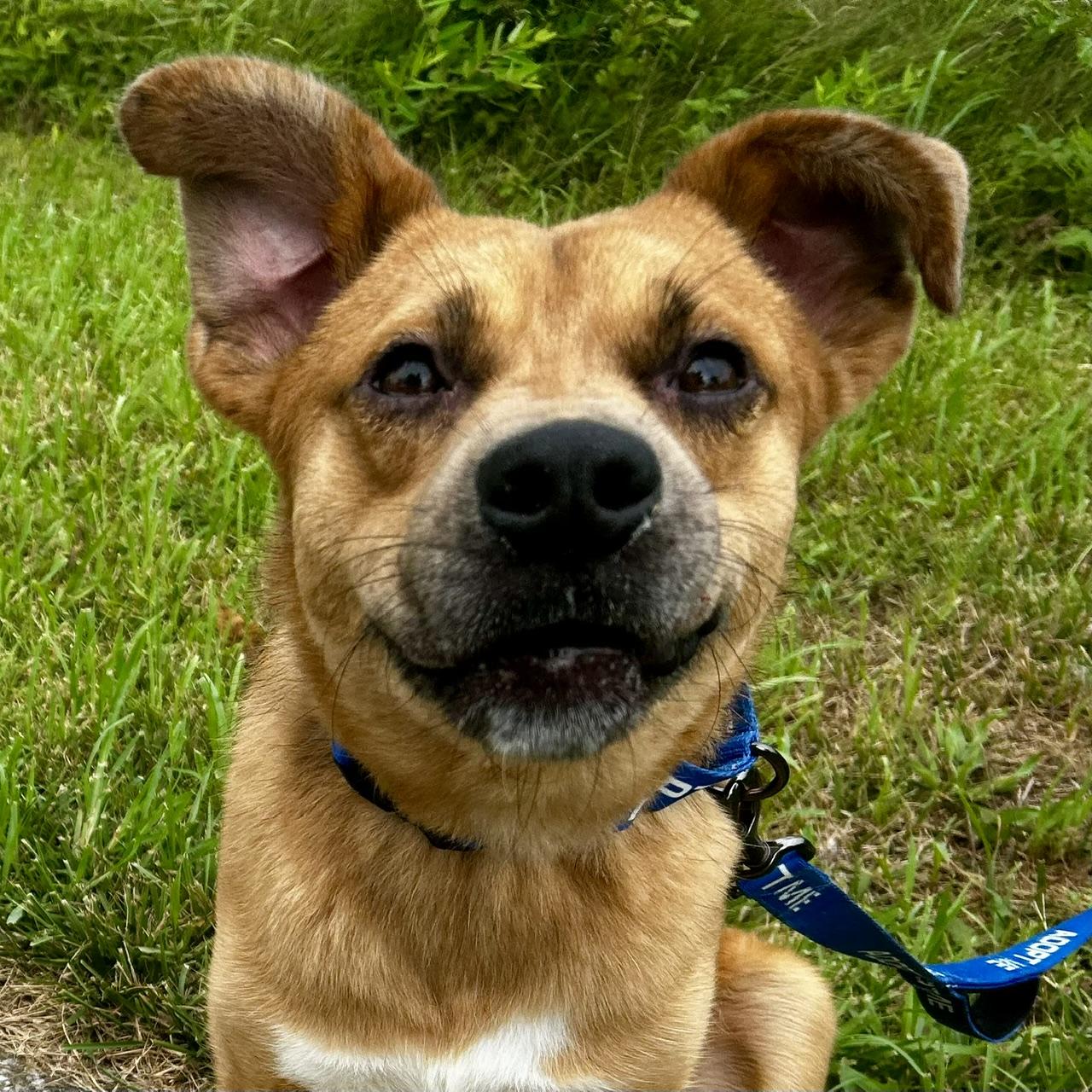 Enlarge Rowdy 5832 D, a Adoptable mixed breed in Frankfort, KY image 3/6