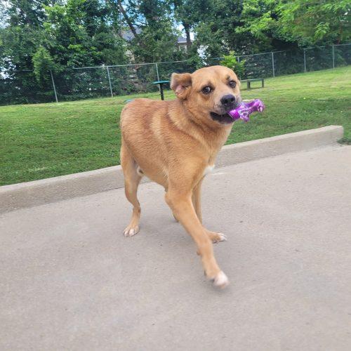 Enlarge Rowdy 5832 D, a Adoptable mixed breed in Frankfort, KY image 3/5