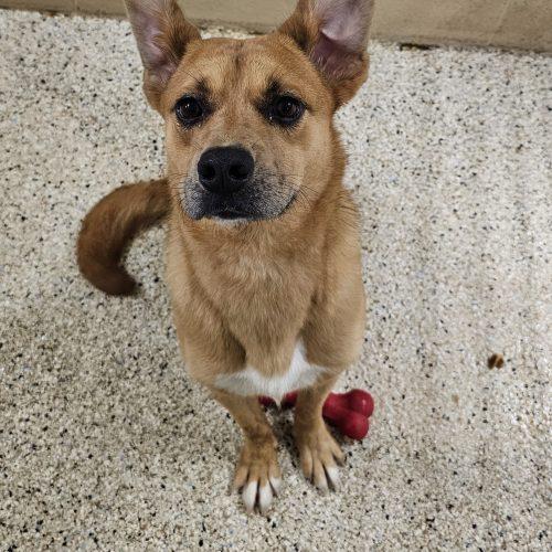 Enlarge Rowdy 5832 D, a Adoptable mixed breed in Frankfort, KY image 4/5