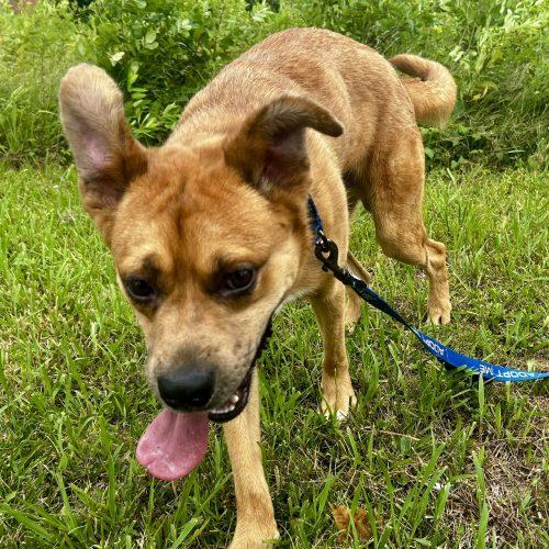 Enlarge Rowdy 5832 D, a Adoptable mixed breed in Frankfort, KY image 5/5