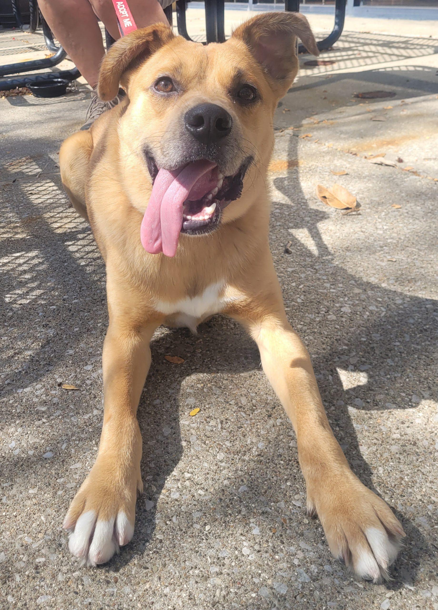 Enlarge Rowdy 5832 D, a Adoptable mixed breed in Frankfort, KY image 6/6