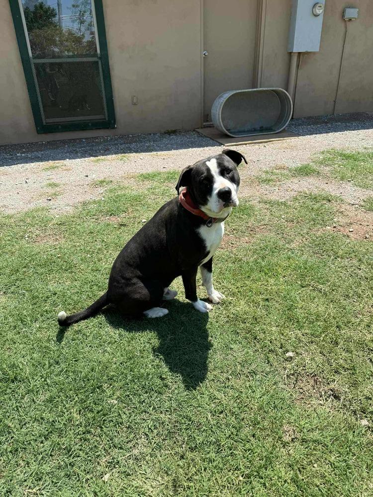 Enlarge Van, a Adoptable mixed breed in Deerfield, WI image 1/4