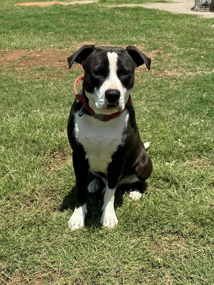 Enlarge Van, a Adoptable mixed breed in Deerfield, WI image 2/4
