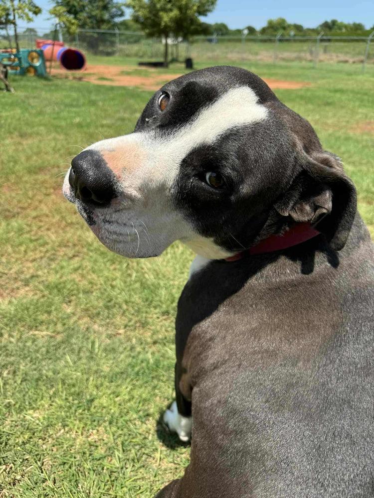 Van, Adoptable, Adult Male Pit Bull Terrier & Mixed Breed.