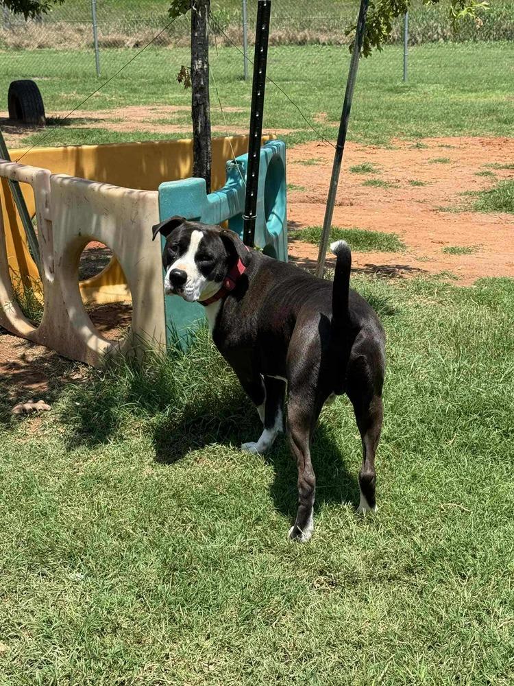 Enlarge Van, a Adoptable mixed breed in Deerfield, WI image 4/4