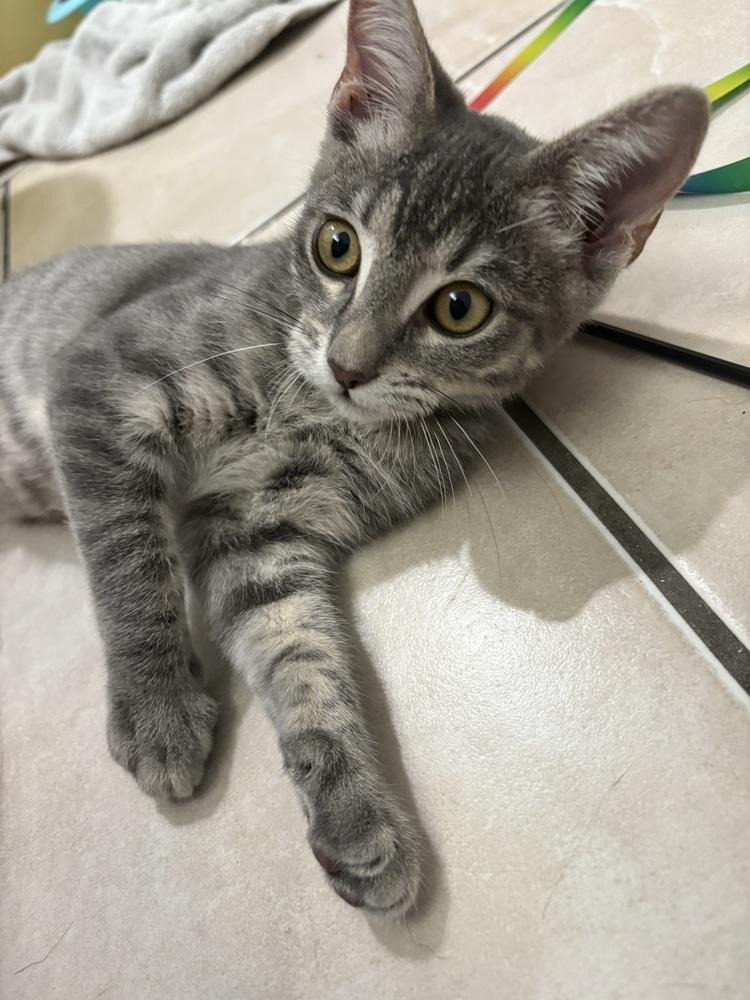 Fable, Adoptable, Kitten Female Domestic Short Hair.