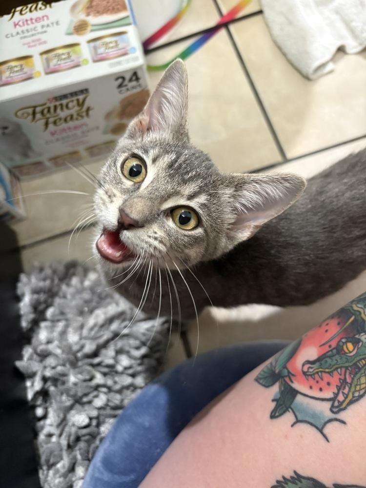 Enlarge Fable, a Adoptable Domestic Short Hair in DELTONA, FL image 2/3