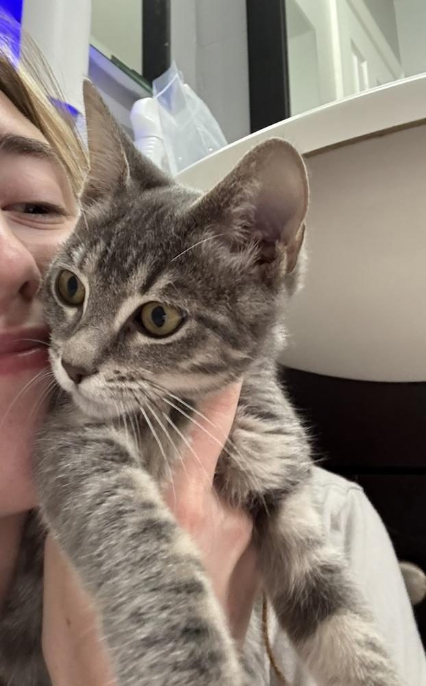 Enlarge Fable, a Adoptable Domestic Short Hair in DELTONA, FL image 3/3