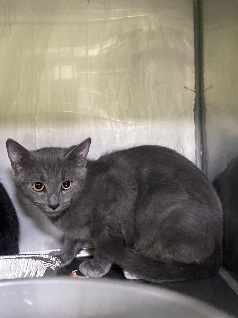 Blue Ridge, Adoptable, Kitten Male Domestic Short Hair.