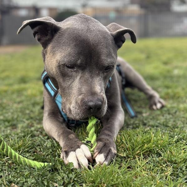 Stromboli — thumbnail 4