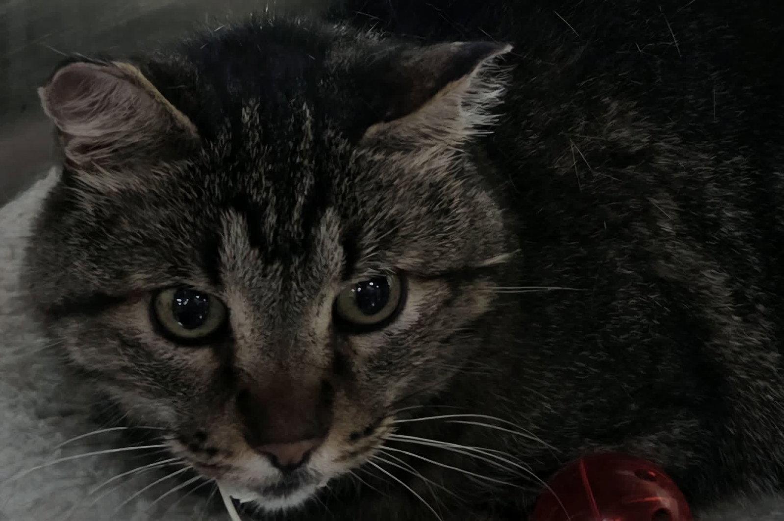 Lucky, Adoptable, Adult Male Tiger.