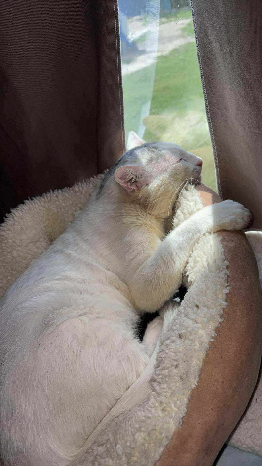 Enlarge Gideon Elias, a Adoptable Domestic Short Hair in Spring Hill, FL image 2/3
