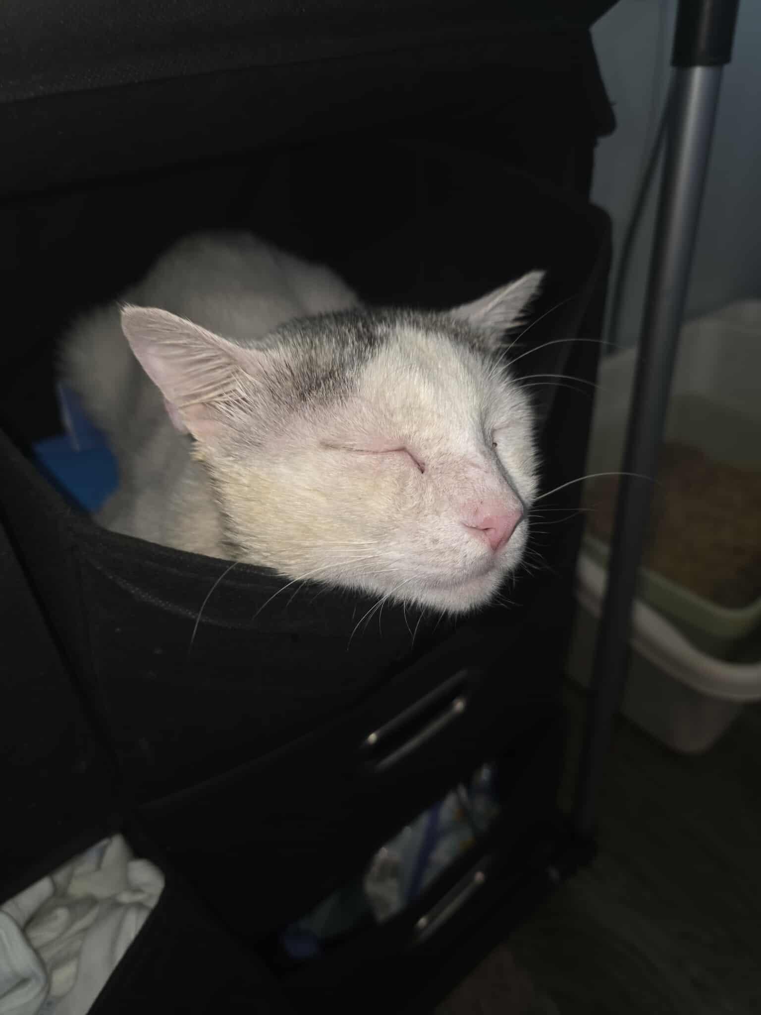 Enlarge Gideon Elias, a Adoptable Domestic Short Hair in Spring Hill, FL image 3/3
