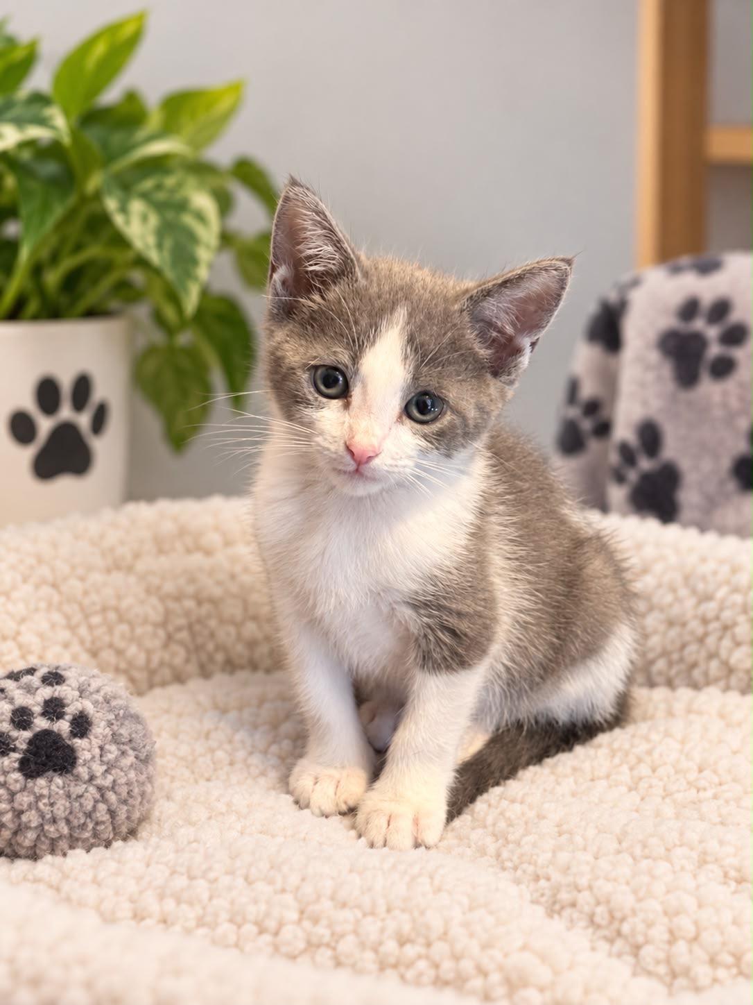 Enlarge Titiana, a Adoptable American Shorthair in Laguna Beach, CA image 1/3