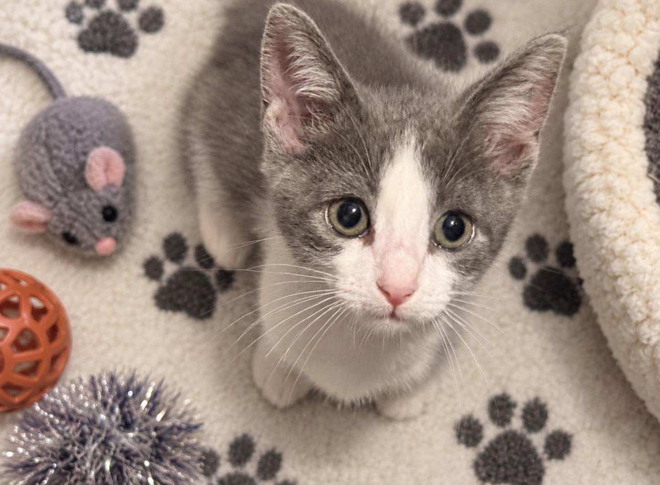 Enlarge Titiana, a Adoptable American Shorthair in Laguna Beach, CA image 3/3