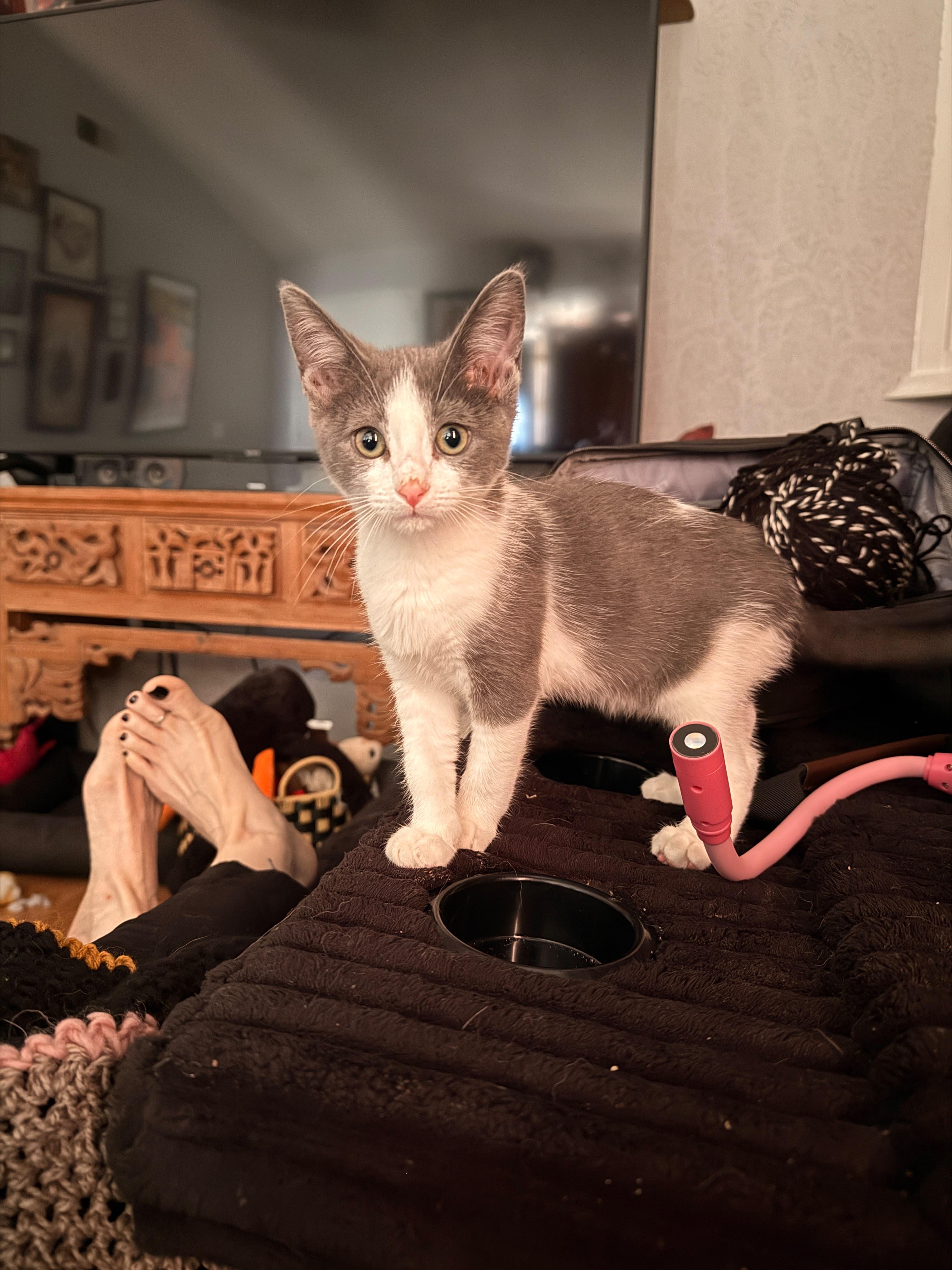Enlarge Titiana, a Adoptable American Shorthair in Laguna Beach, CA image 2/3
