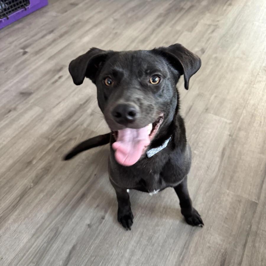Buckie, Adopted, Young Male Black Labrador Retriever.